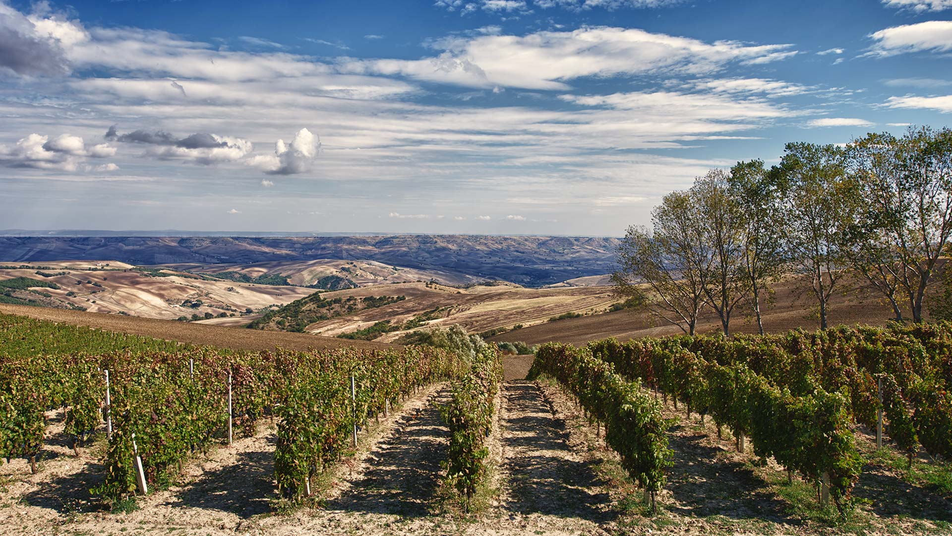 Vigneti del Vulture cantina _D3X2570_HDR